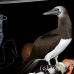 booby_brown_ci_h_0114_cos0116.jpg